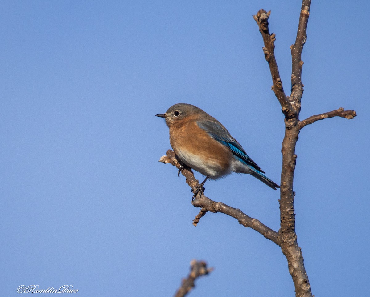 Eastern Bluebird - ML646760623