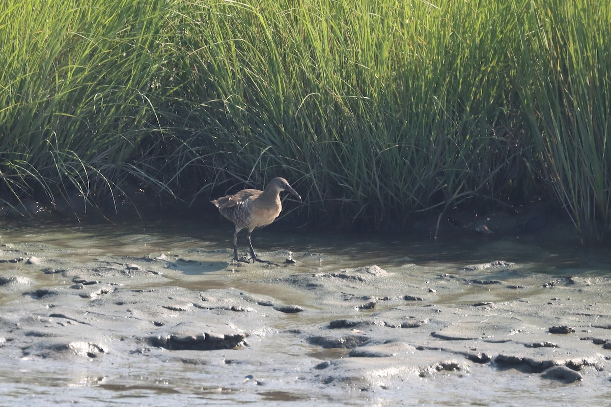 ヒガシオニクイナ - ML646760624