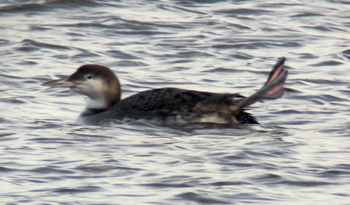 Common Loon - ML646760625