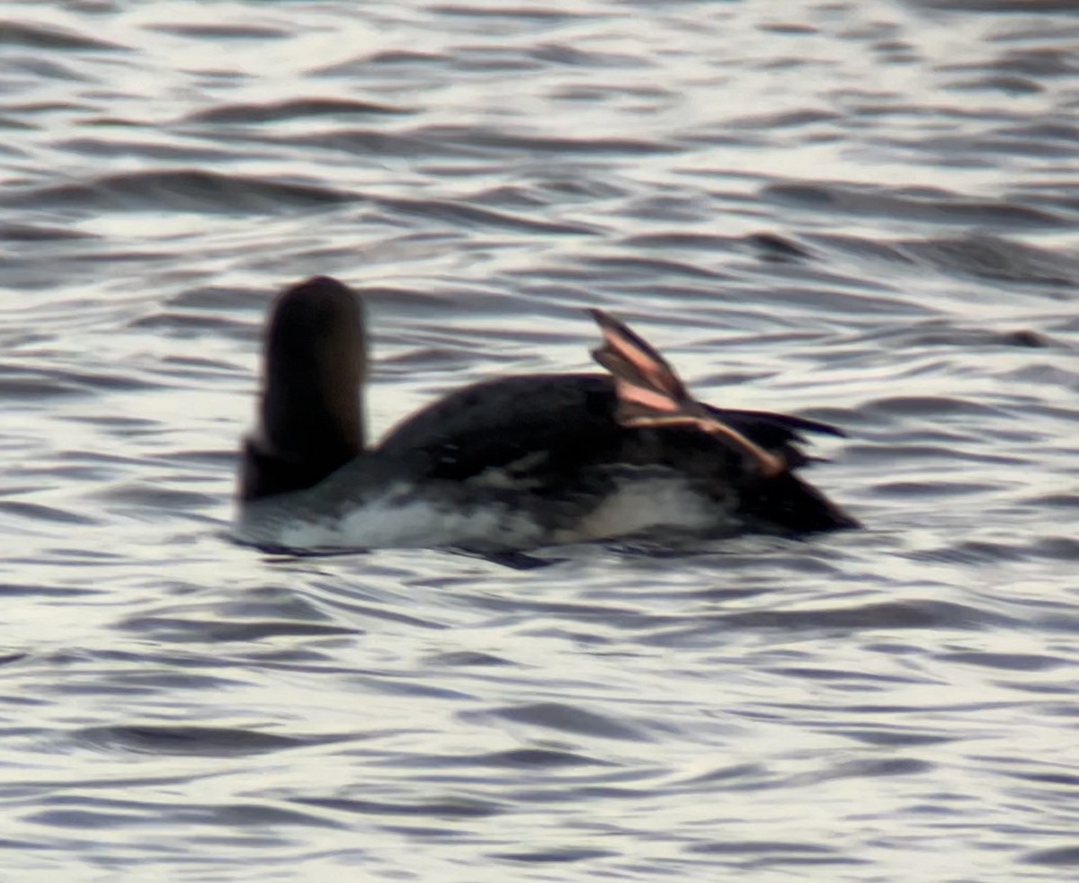 Common Loon - ML646760626