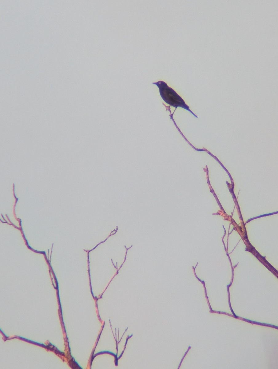 Rusty Blackbird - ML646760629