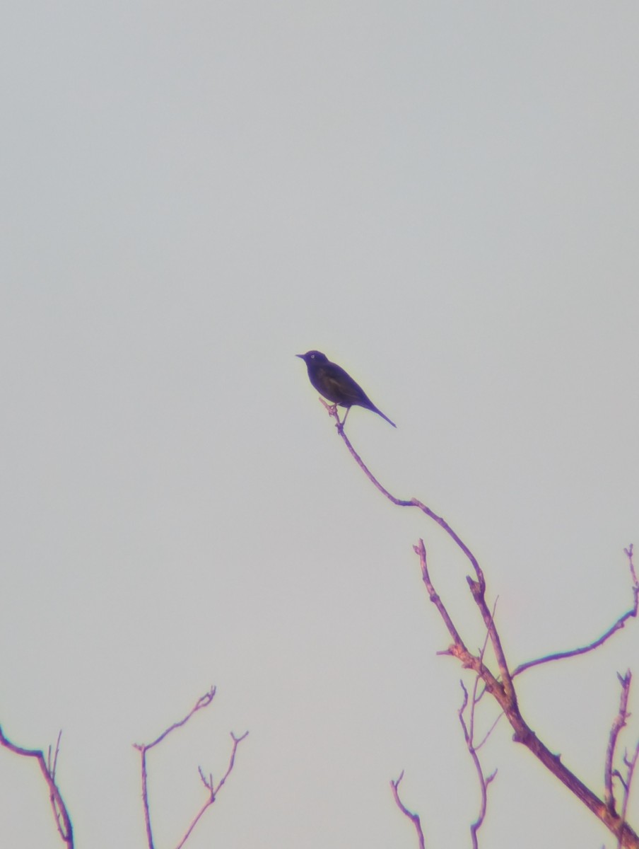 Rusty Blackbird - ML646760630