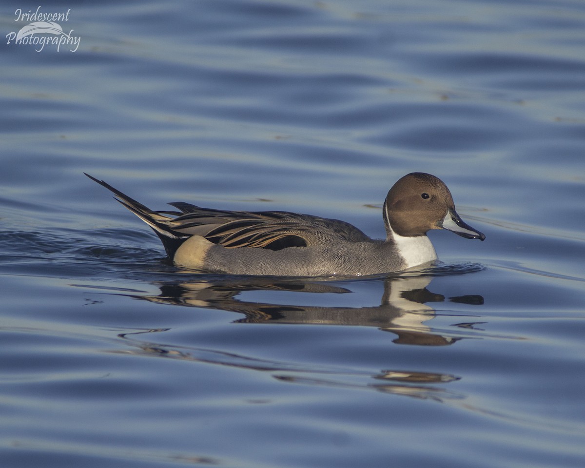 Northern Pintail - ML646760631