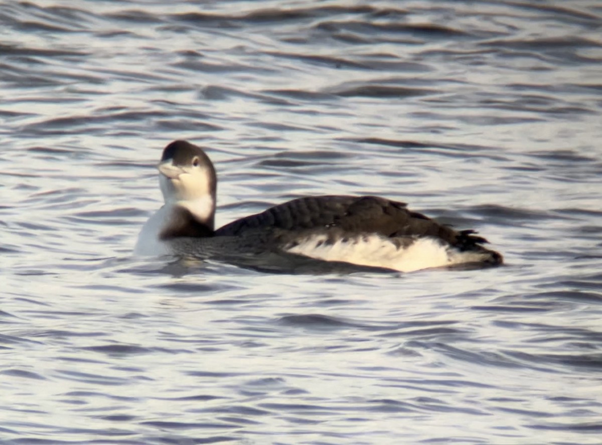 Common Loon - ML646760633