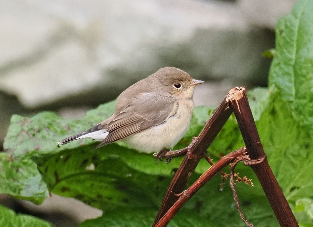 Малая мухоловка - ML646760634