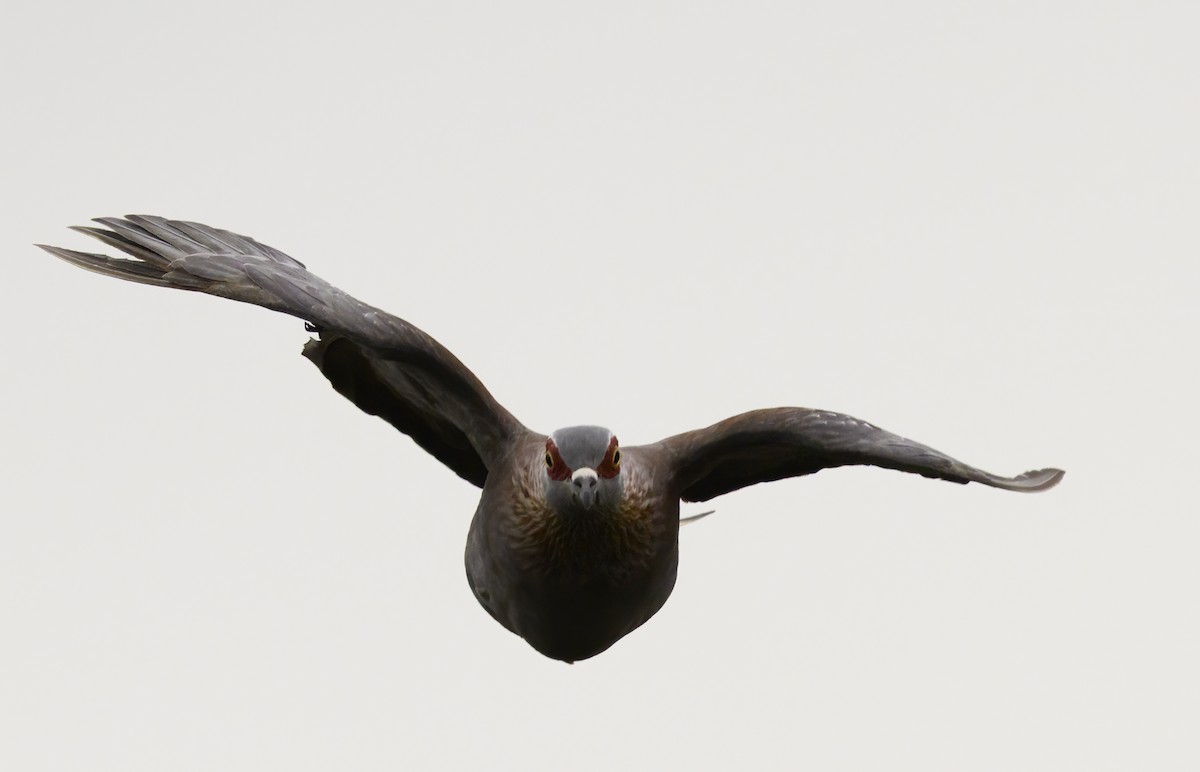 Speckled Pigeon - ML646760635