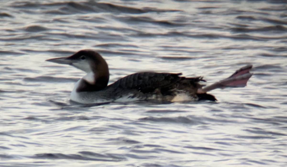 Common Loon - ML646760636