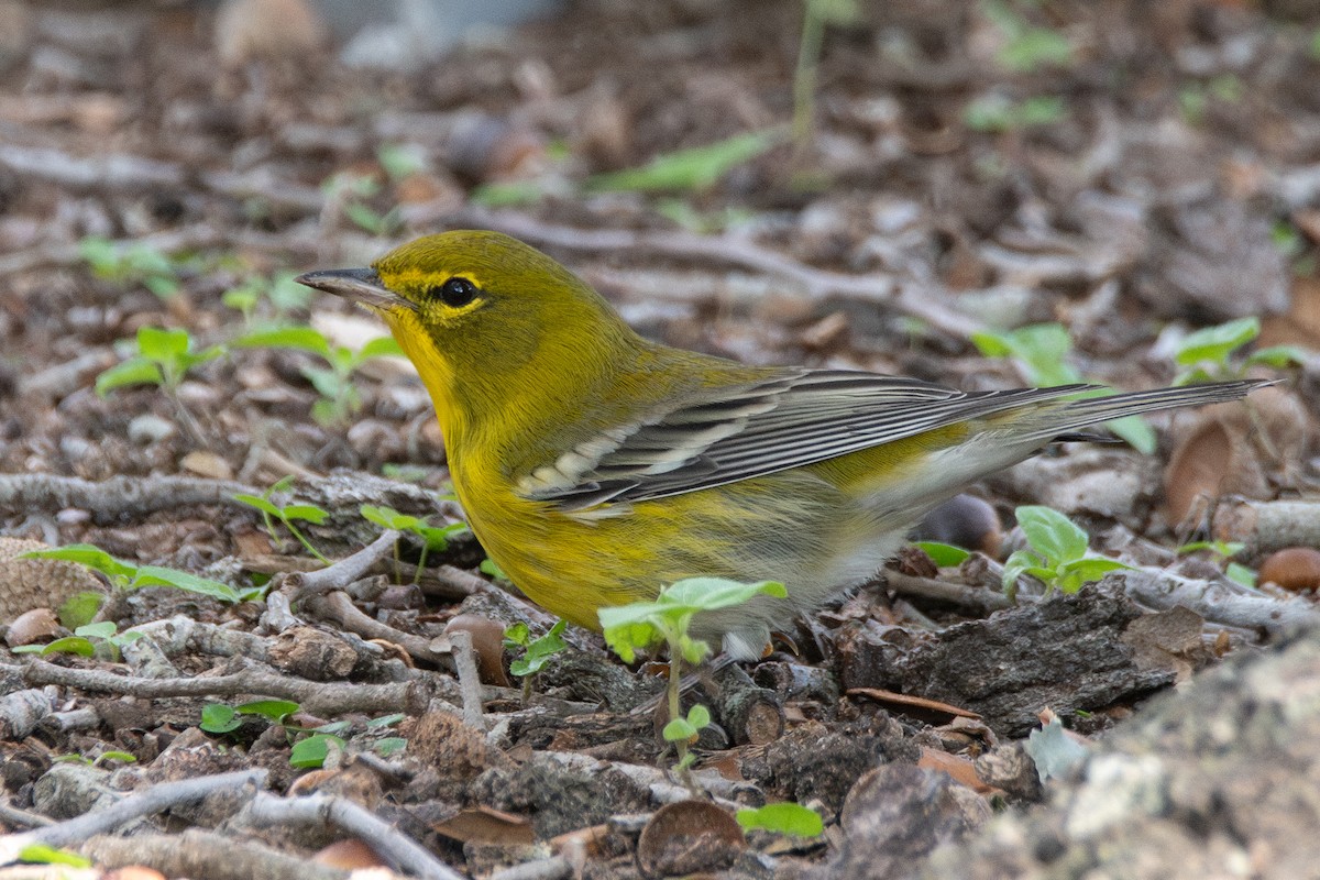 סבכון אורנים - ML646760637