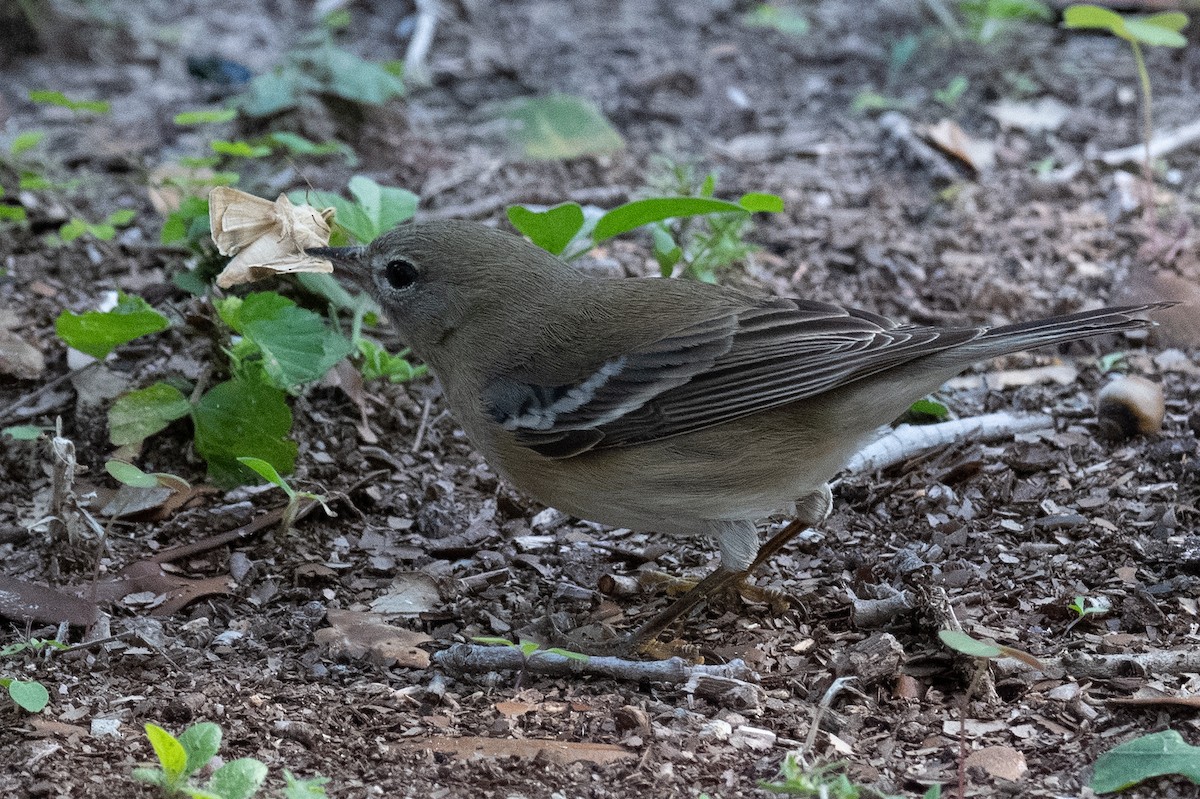 סבכון אורנים - ML646760638