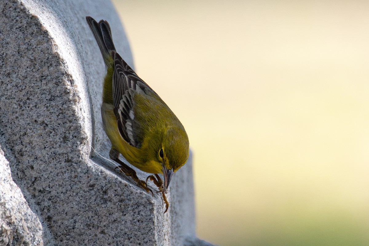 סבכון אורנים - ML646760639