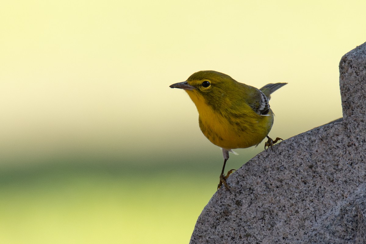 סבכון אורנים - ML646760640
