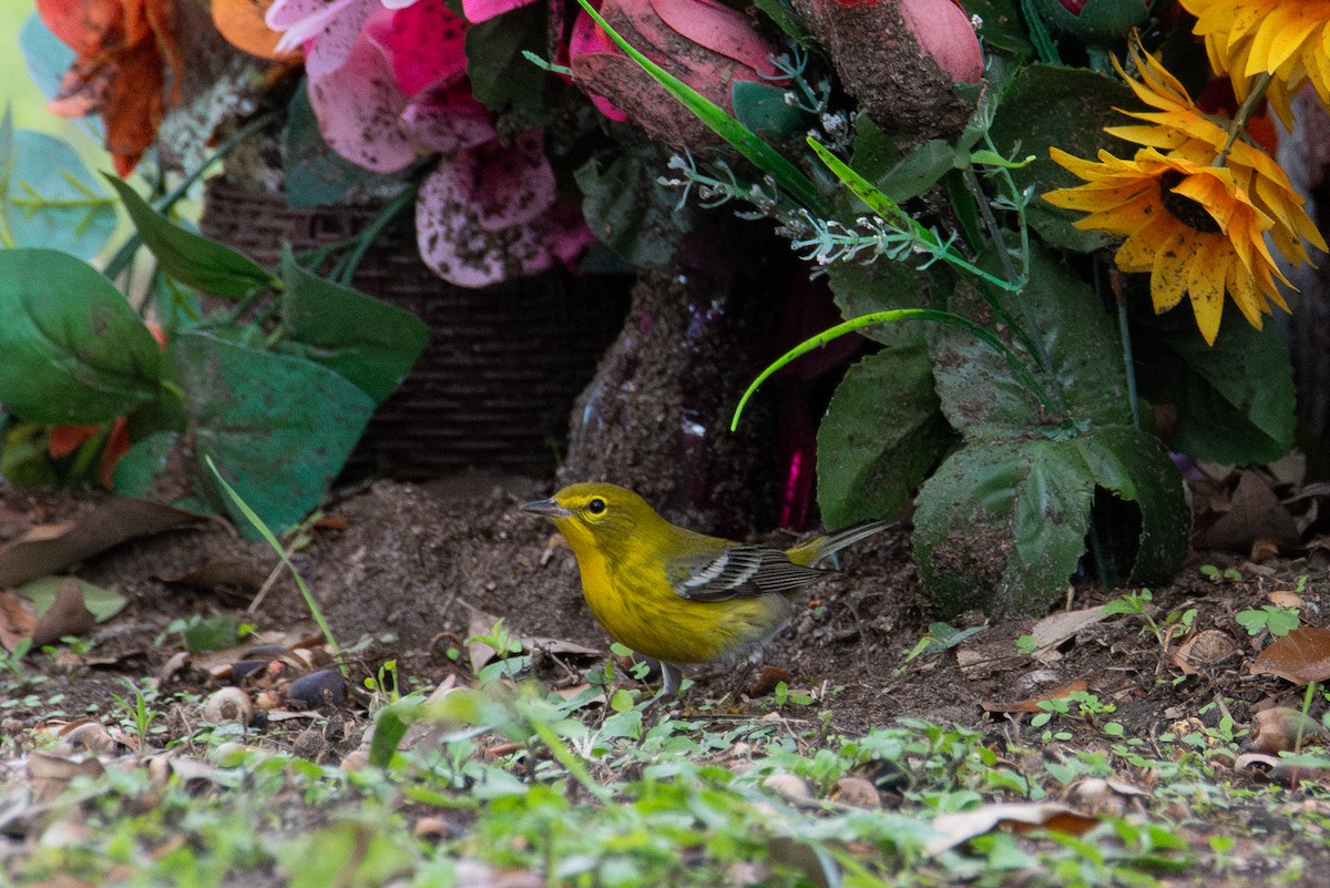 סבכון אורנים - ML646760641
