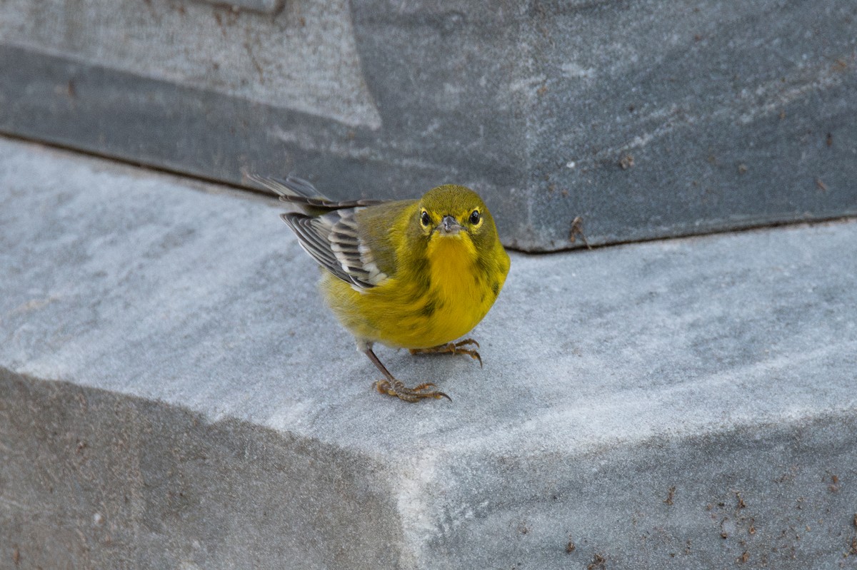 סבכון אורנים - ML646760642