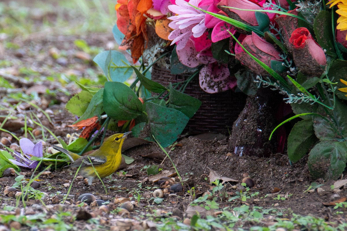 סבכון אורנים - ML646760643