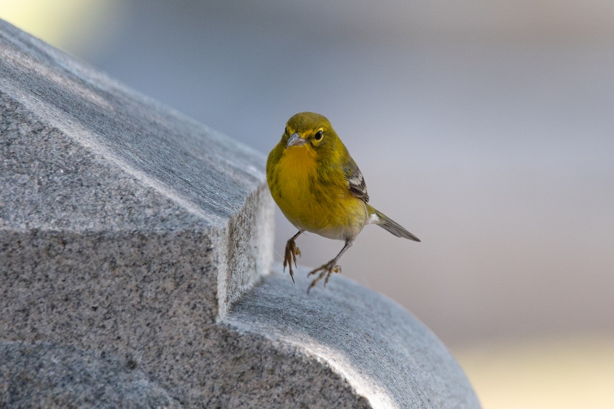 סבכון אורנים - ML646760644