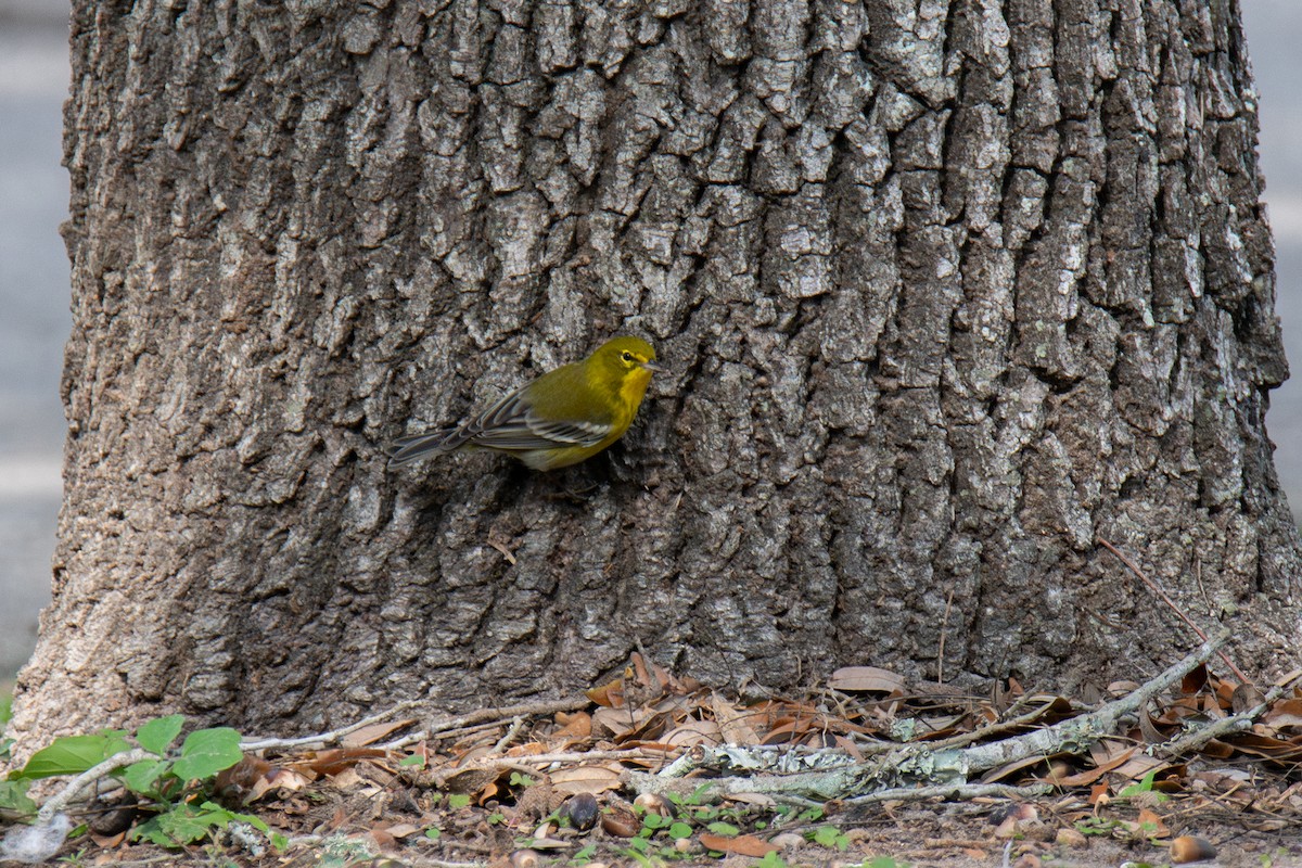 סבכון אורנים - ML646760645