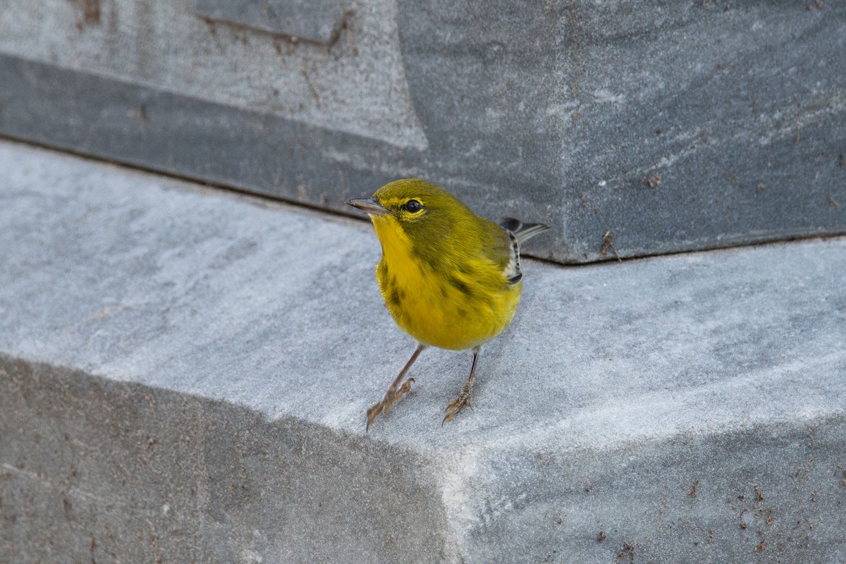 סבכון אורנים - ML646760646