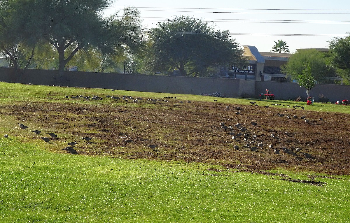 Mourning Dove - ML646760648