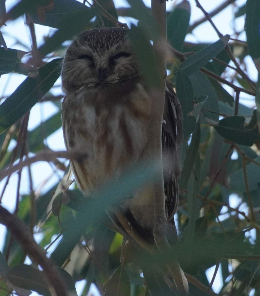 アメリカキンメフクロウ - ML646760650