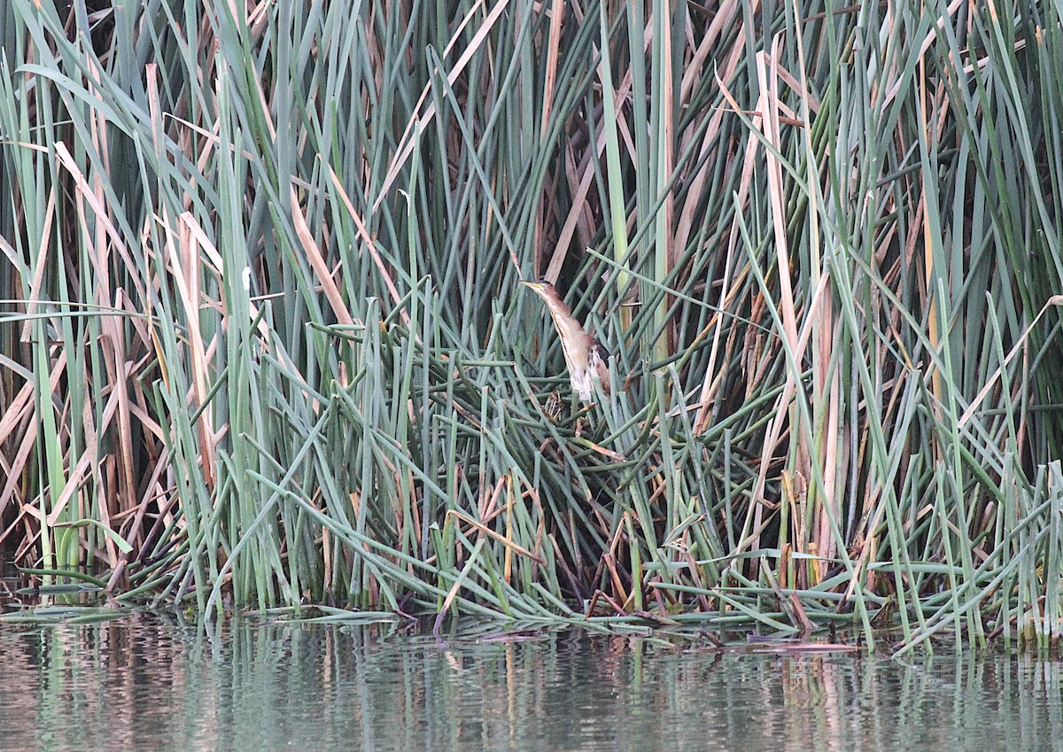 Black-backed Bittern - ML646760652