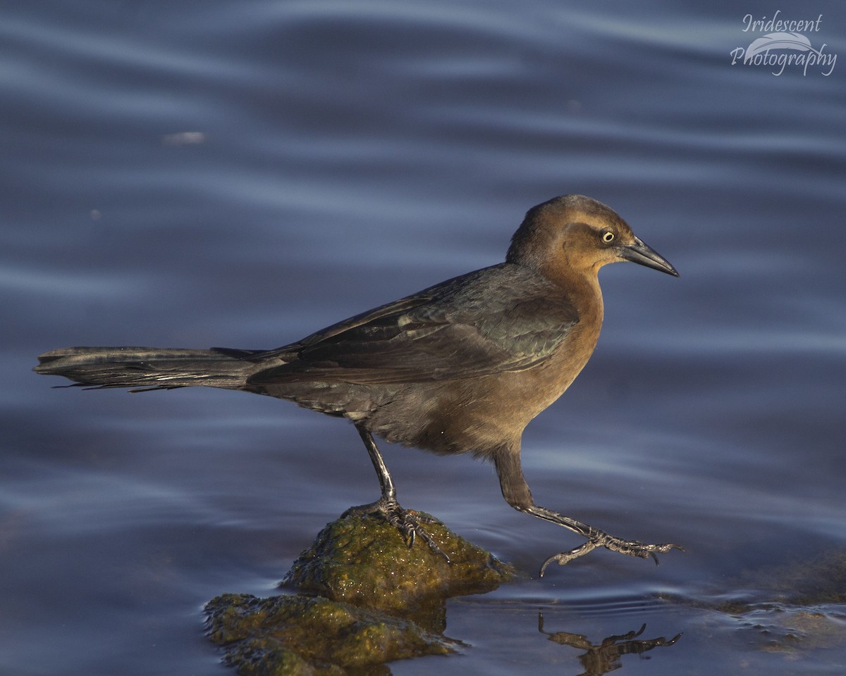 Great-tailed Grackle - ML646760654