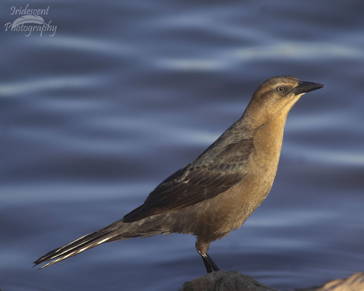 Great-tailed Grackle - ML646760655