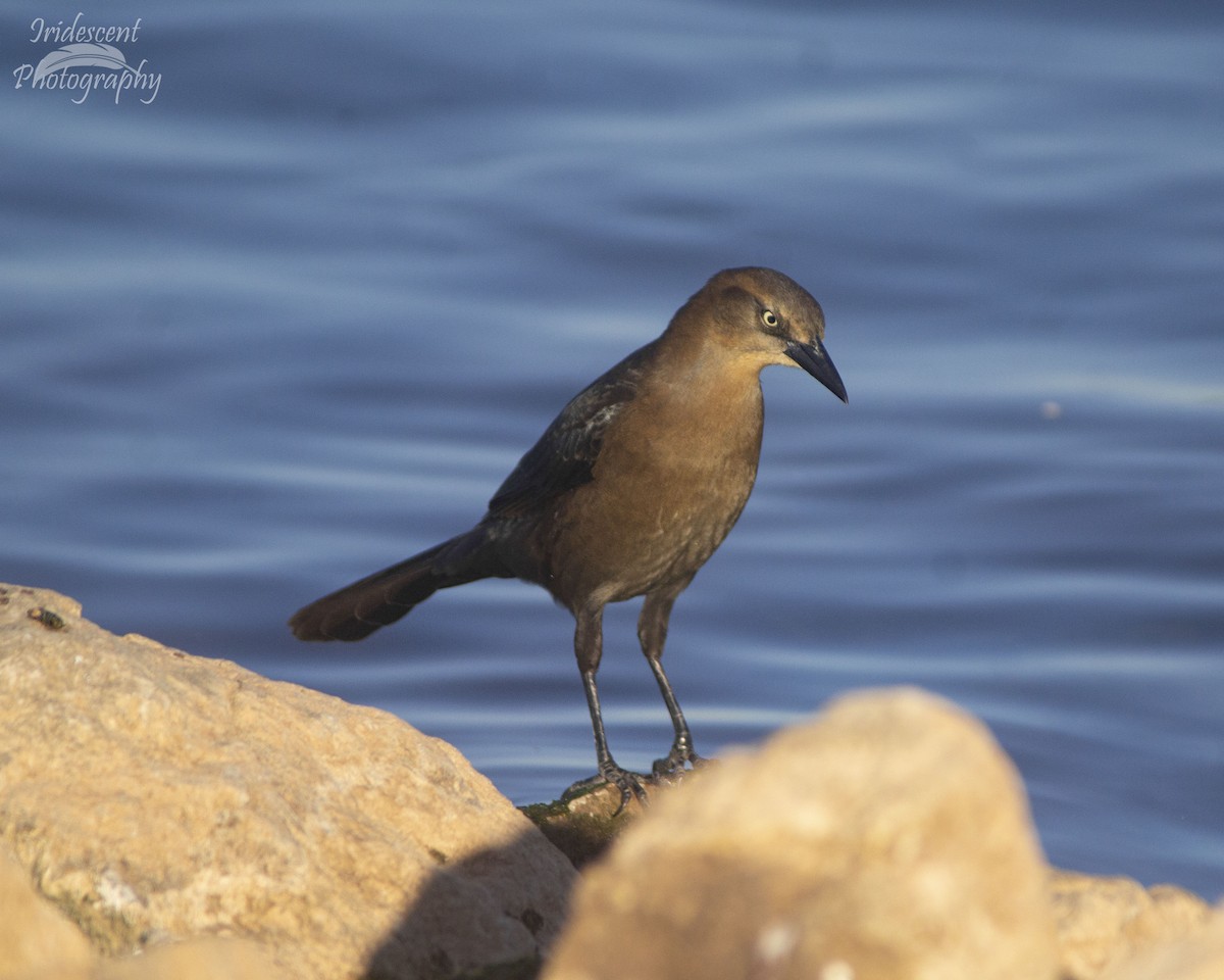 Great-tailed Grackle - ML646760657