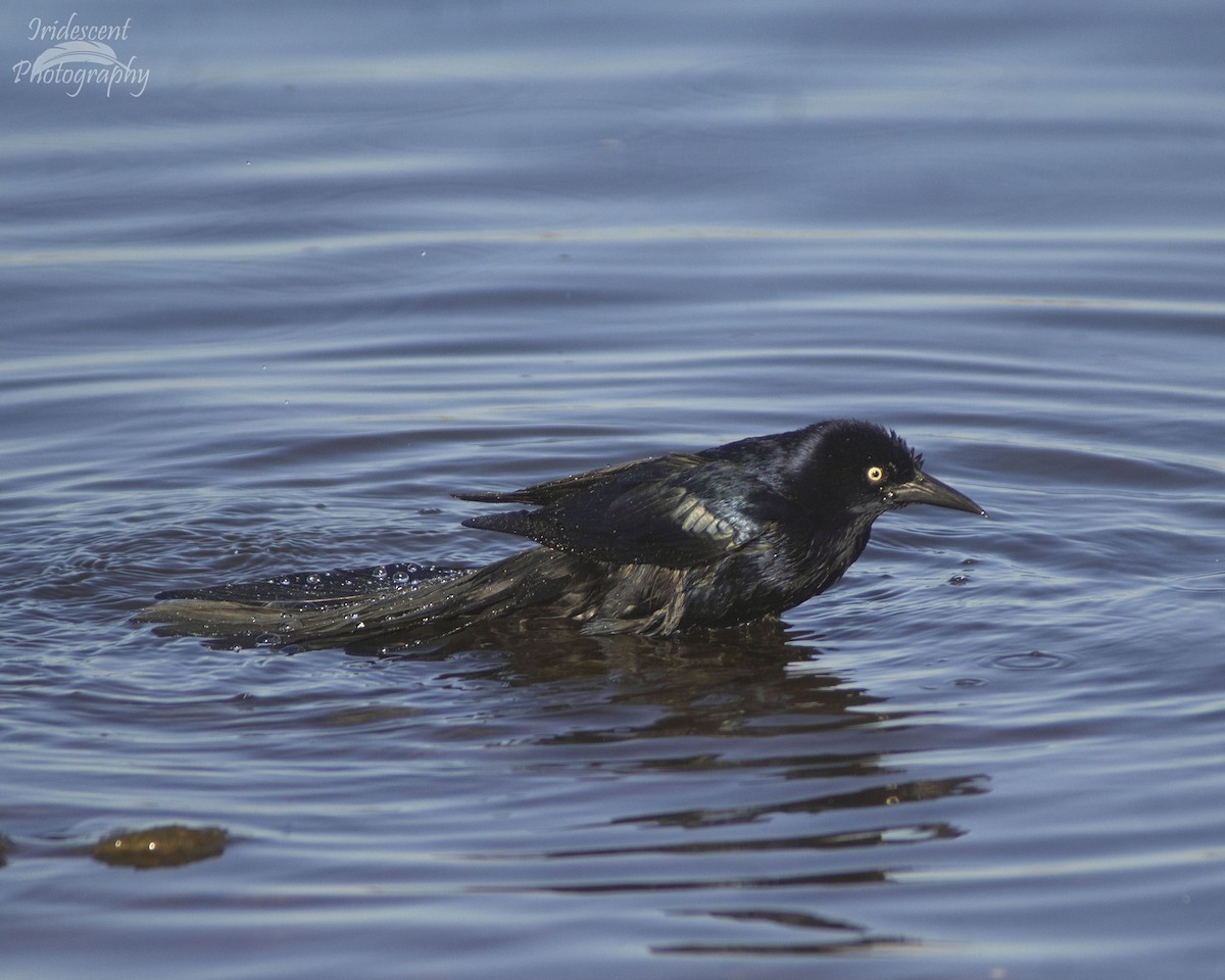 Great-tailed Grackle - ML646760658