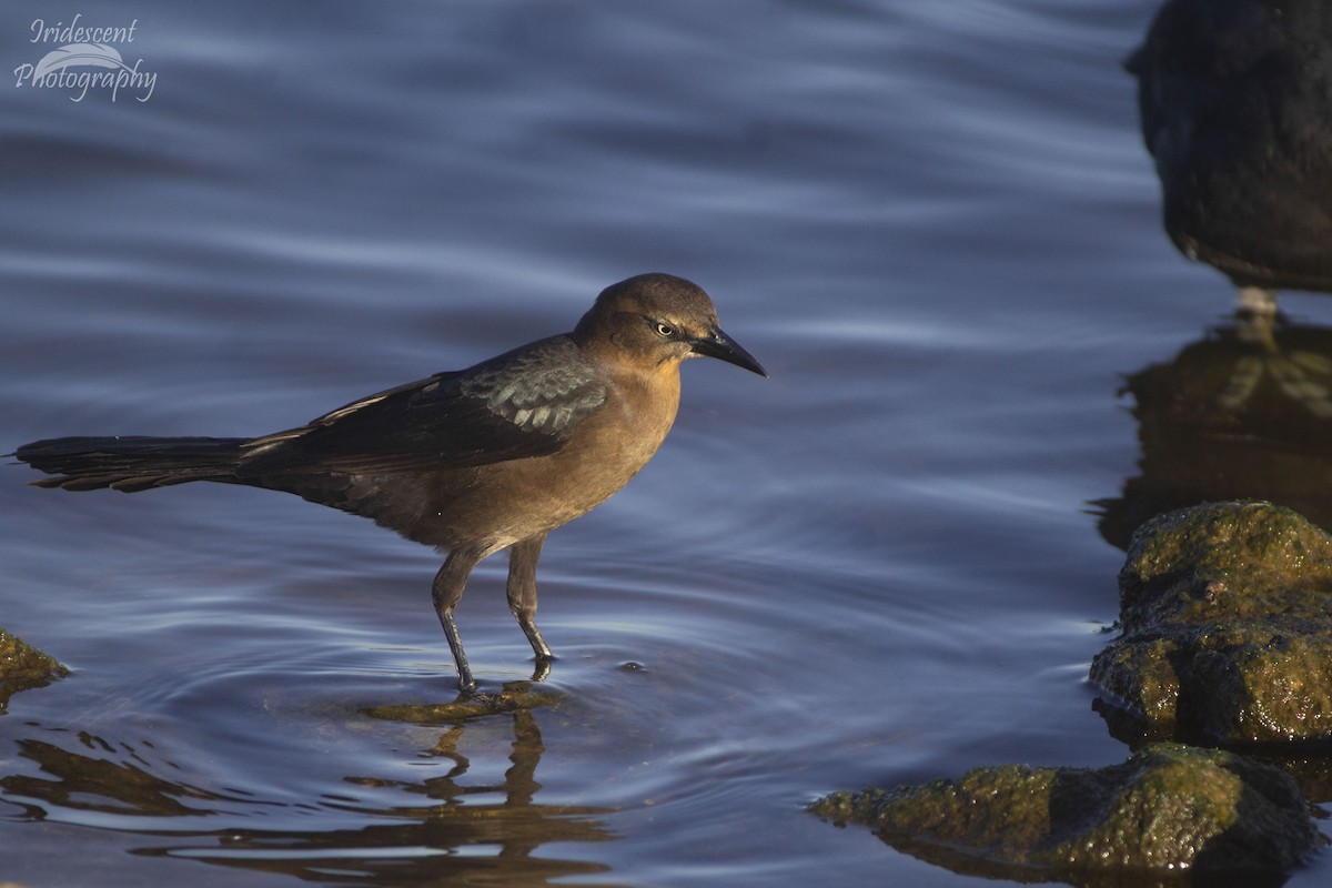 Great-tailed Grackle - ML646760659