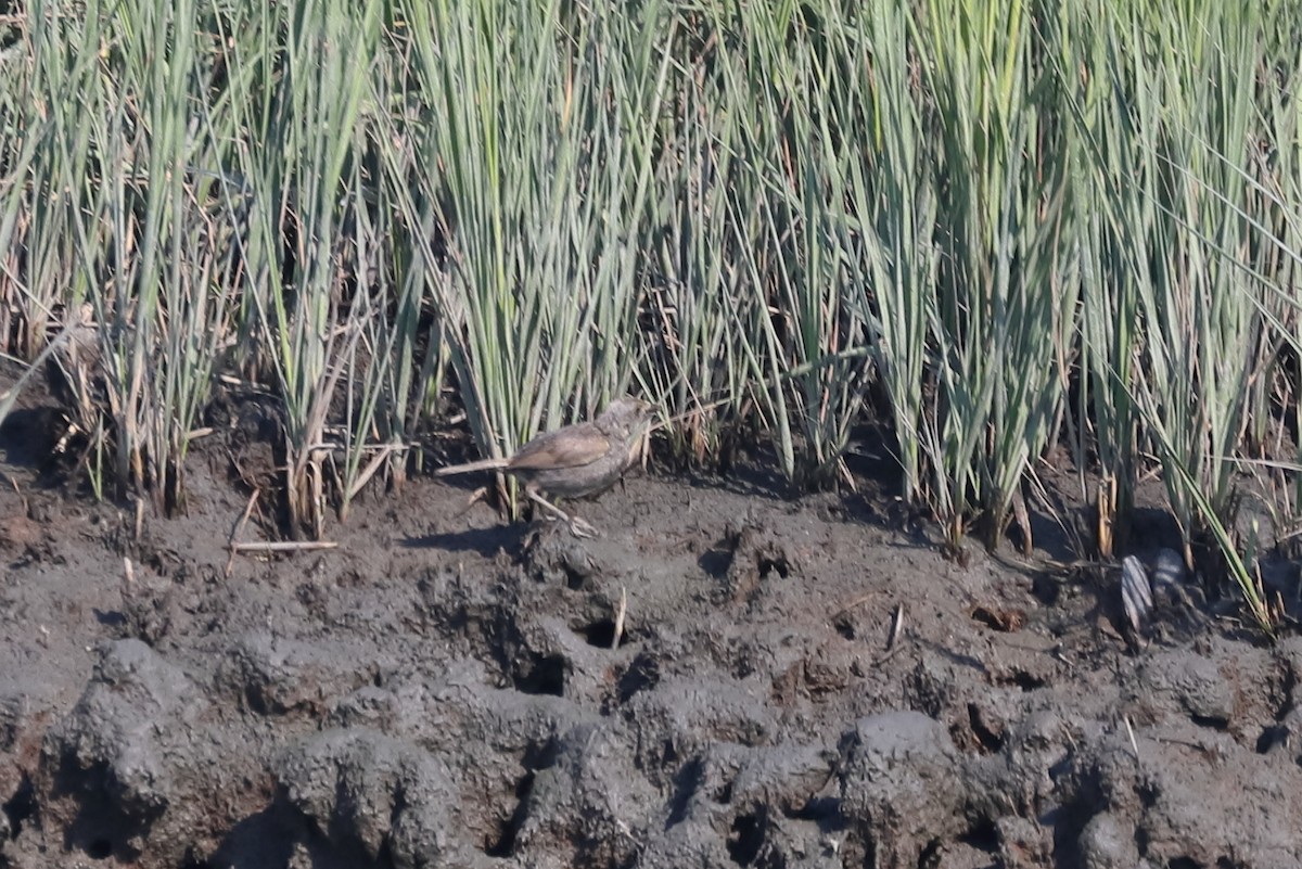 ハマヒメドリ - ML646760661