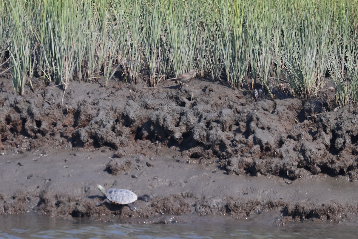 ハマヒメドリ - ML646760662