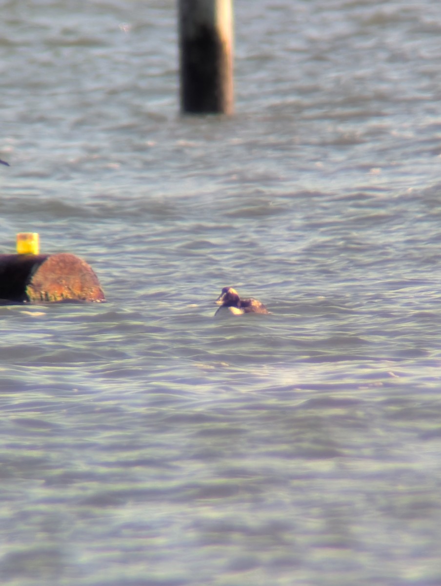 Eider arrunta - ML646760664