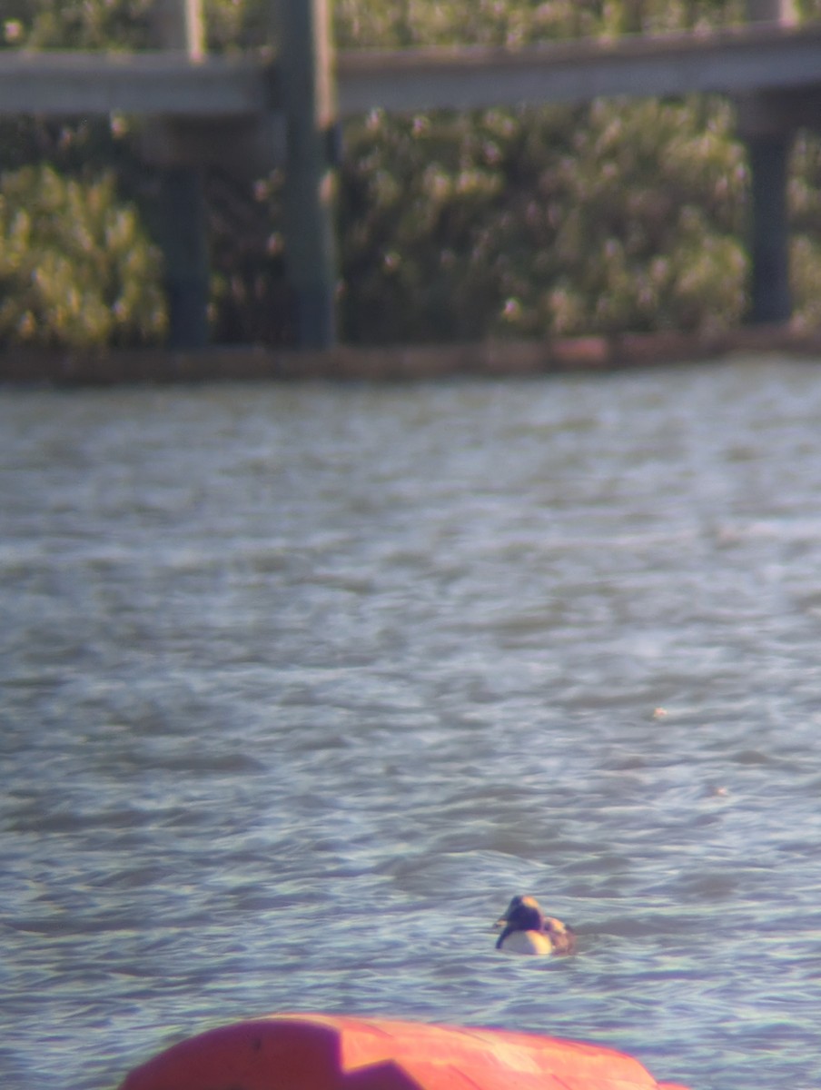 Eider arrunta - ML646760665