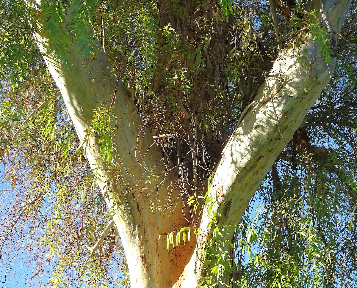 Red-tailed Hawk - ML646760666