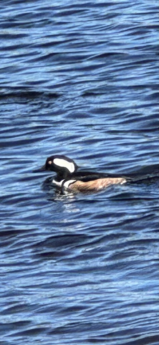 Hooded Merganser - ML646760667