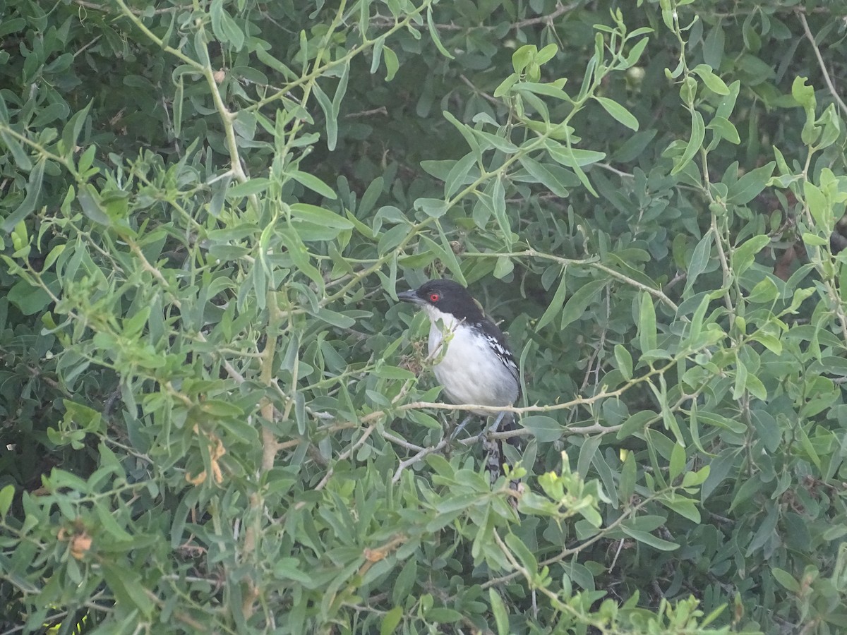Great Antshrike - ML646760668
