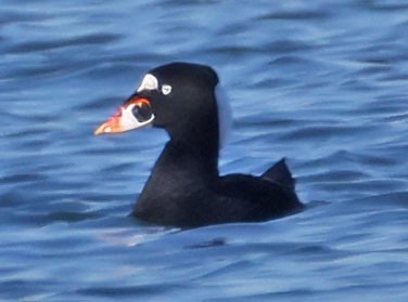 Surf Scoter - ML646760669