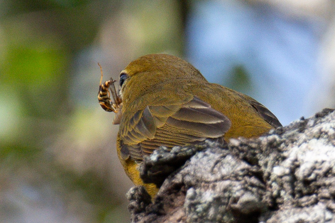 להבית אדומה - ML646760671