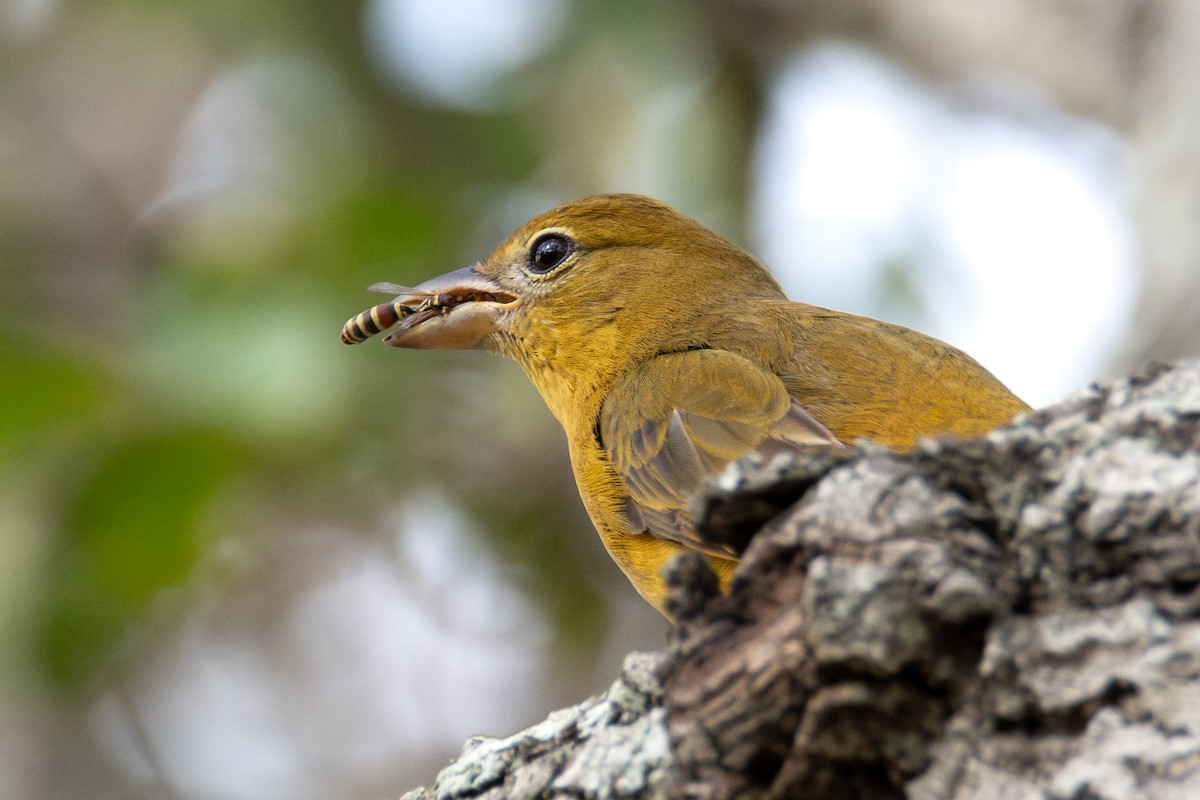 להבית אדומה - ML646760672
