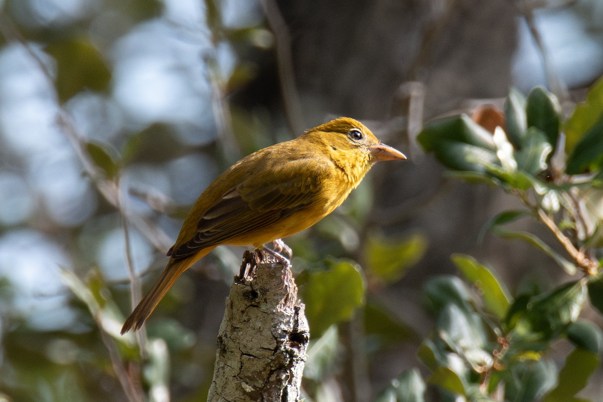 להבית אדומה - ML646760673