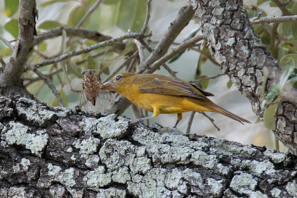 להבית אדומה - ML646760674