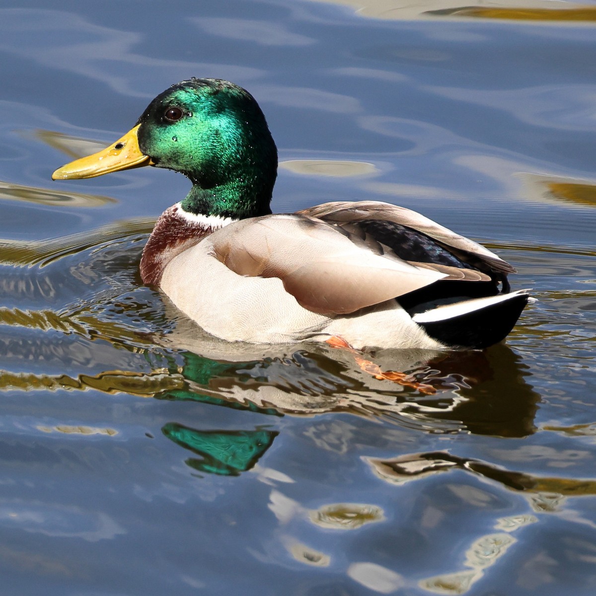 Mallard - ML646760675