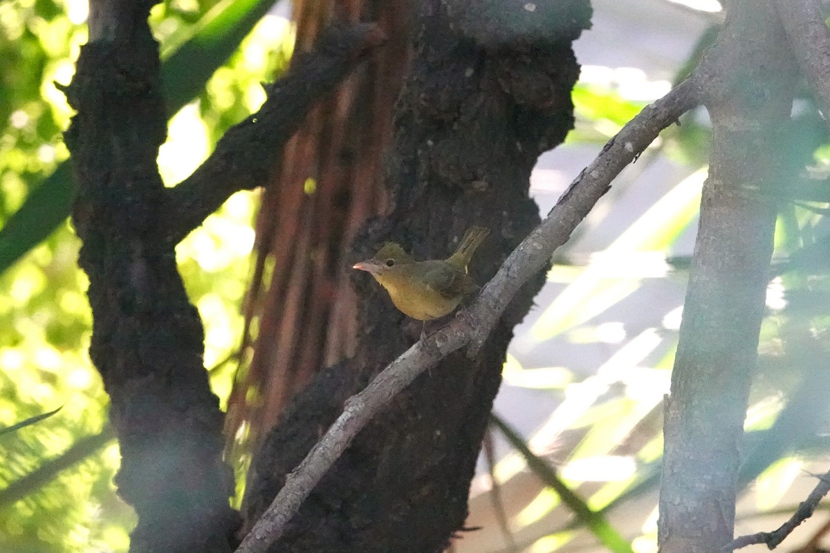 Summer Tanager - ML646760676