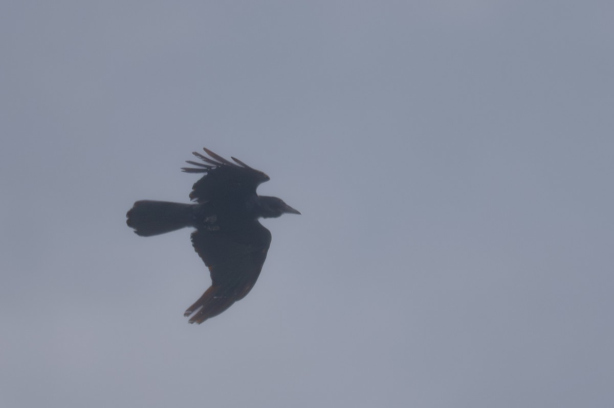 ミナミワタリガラス - ML646760677