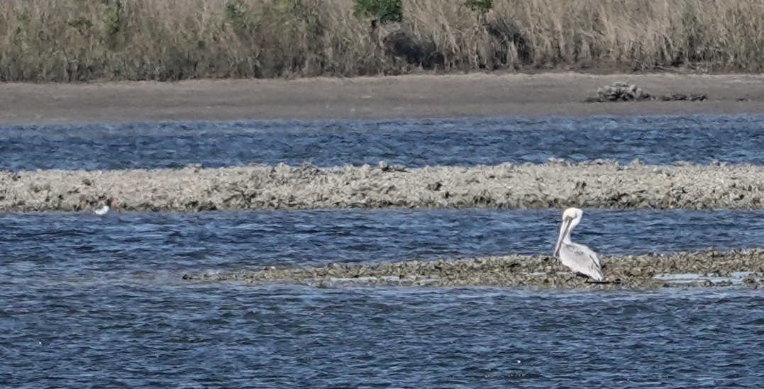 שקנאי חום - ML646760678