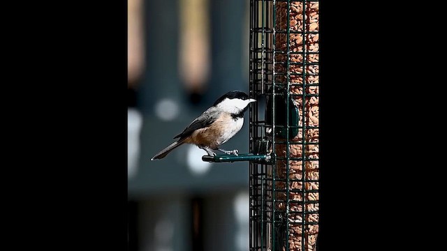 Karolina Baştankarası - ML646760681