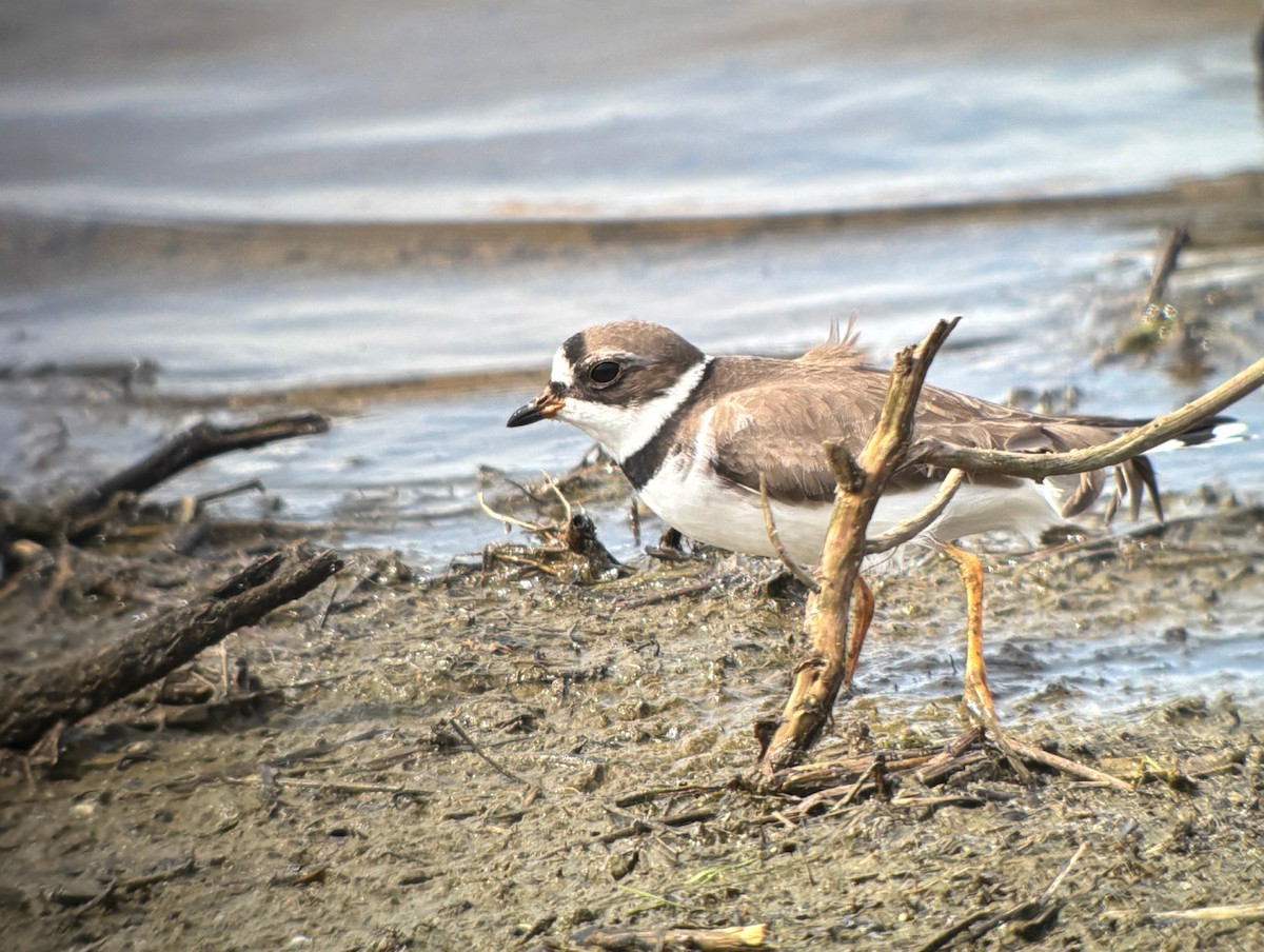 Pluvier semipalmé - ML646760683