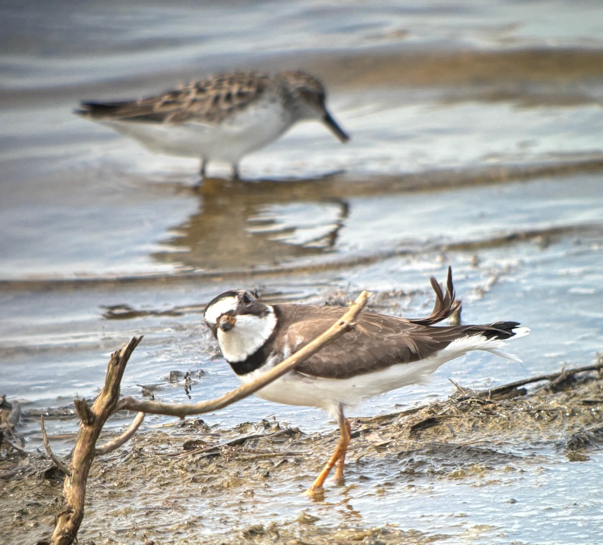 Pluvier semipalmé - ML646760684