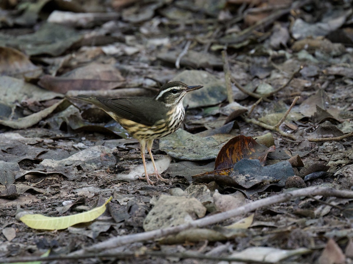 Louisiana Waterthrush - ML646760685