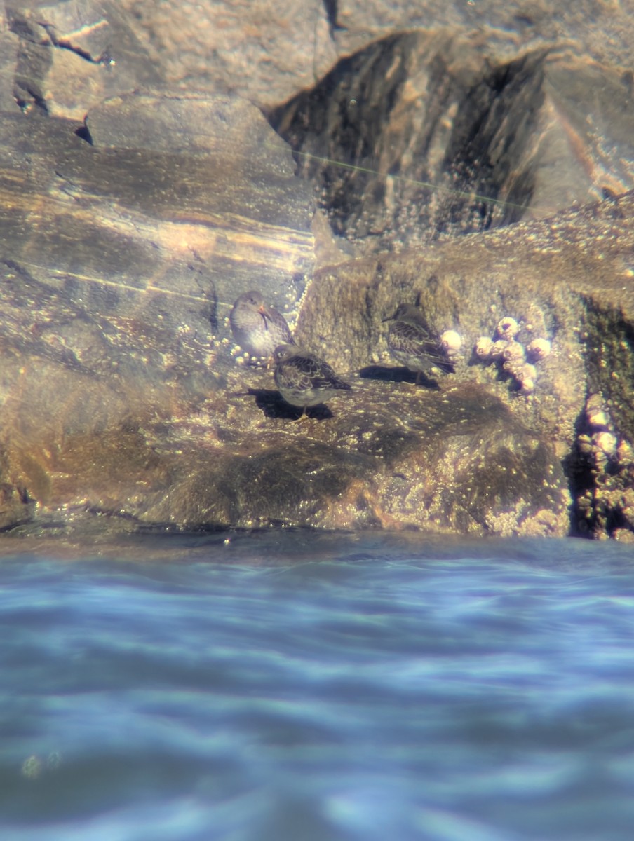 Txirri iluna - ML646760686